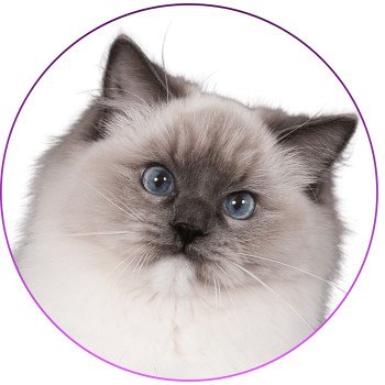 chat Ragdoll blue point mitted Adaline Trycoline’s