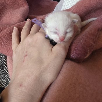 chaton Ragdoll Ameyris ( Violet) Trycoline’s