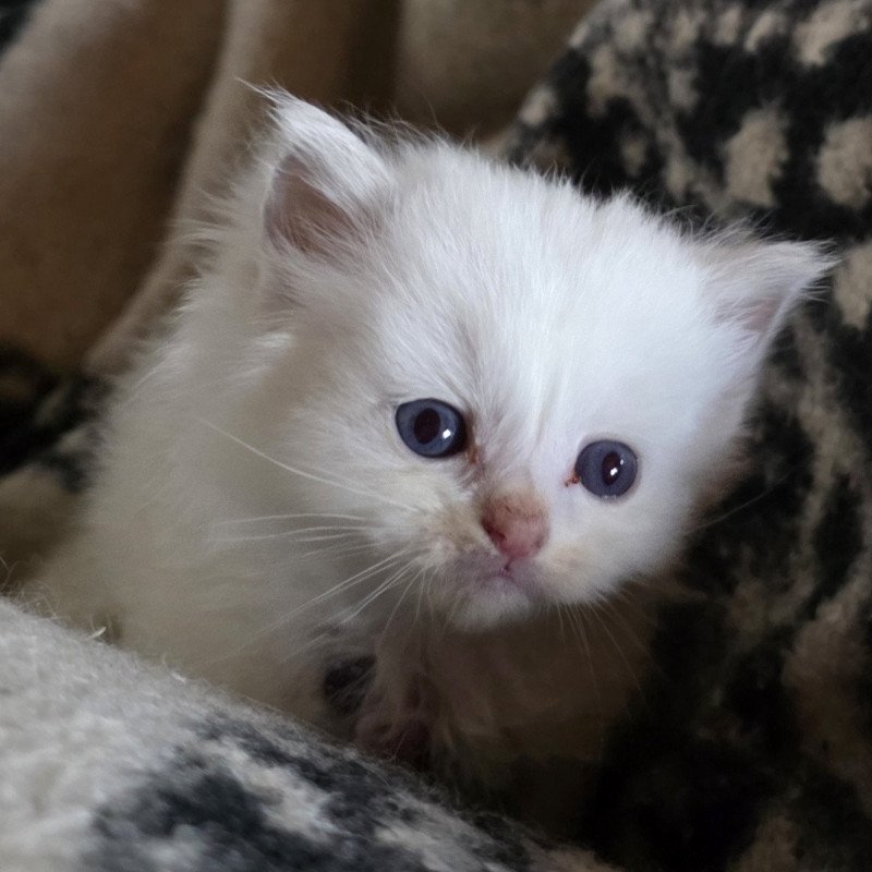 Trycoline’s Ameyris ( Violet) Mâle Ragdoll