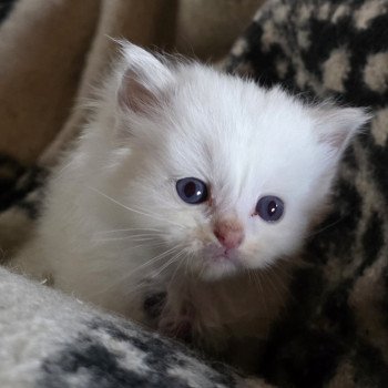 chaton Ragdoll blue point bicolor Ameyris ( Violet) Trycoline’s