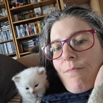 chaton Ragdoll blue point bicolor Ameyris ( Violet) Trycoline’s