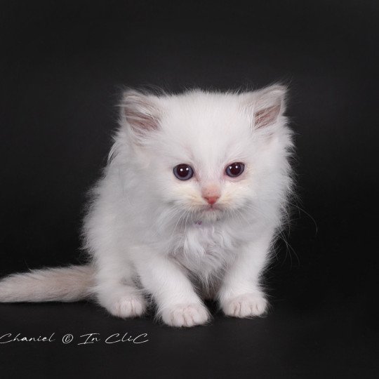 Trycoline’s Ameyris ( Violet) Mâle Ragdoll
