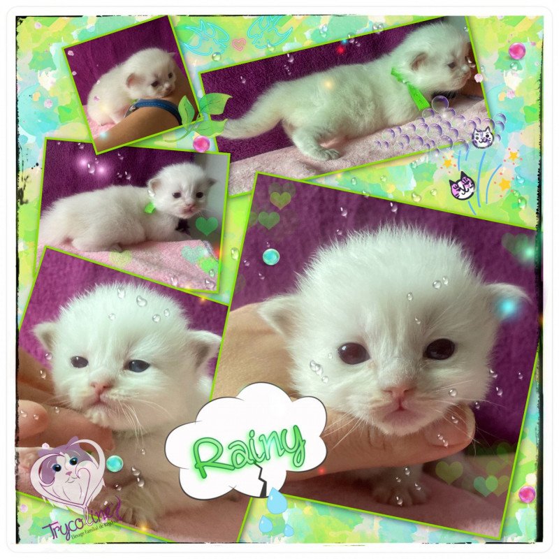 Trycoline’s Rainbow Rainy Happy Femelle Ragdoll