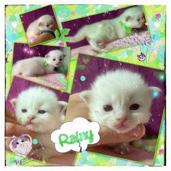 chaton Ragdoll Rainbow Rainy Trycoline’s chaton Ragdoll Rainbow Rainy Trycoline’s