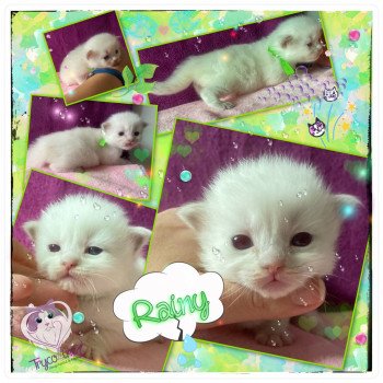 chaton Ragdoll Rainbow Rainy Trycoline’s