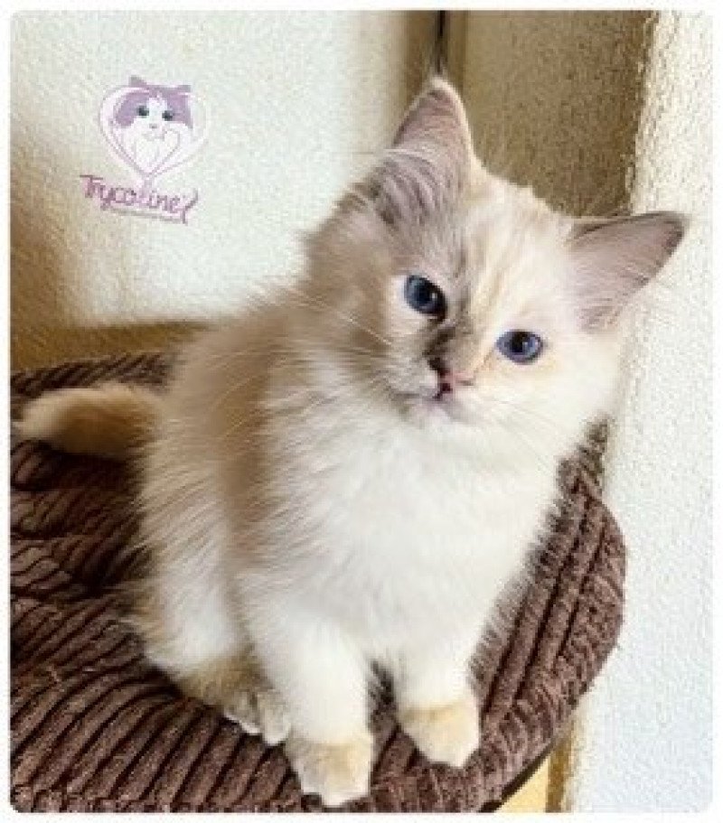 Trycoline’s Rainbow Rainy Happy Femelle Ragdoll