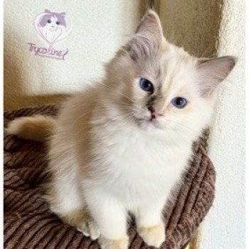 chaton Ragdoll lilac tortie point Rainbow Rainy Happy Trycoline’s