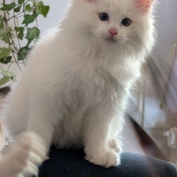 chat Ragdoll red point bicolor Anton Kaëronne Trycoline’s