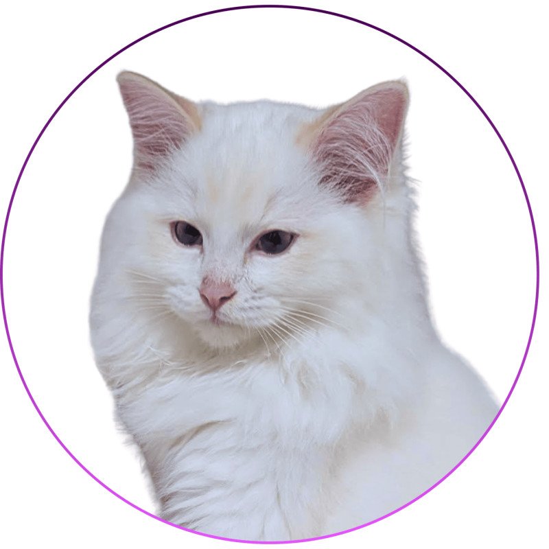 Anton Kaëronne des Aristos du comtat Mâle Ragdoll