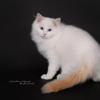 chat Ragdoll red point bicolor Anton Kaëronne Trycoline’s