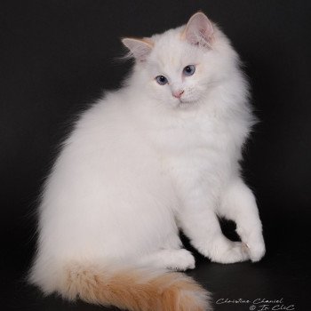 chat Ragdoll red point bicolor Anton Kaëronne Trycoline’s