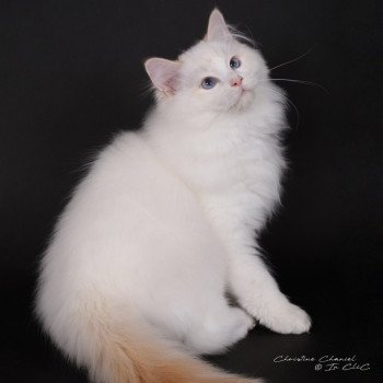 chat Ragdoll red point bicolor Anton Kaëronne Trycoline’s