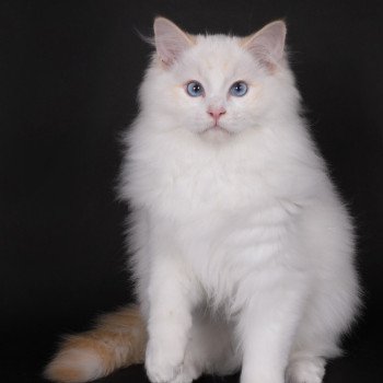chat Ragdoll red point bicolor Anton Kaëronne Trycoline’s