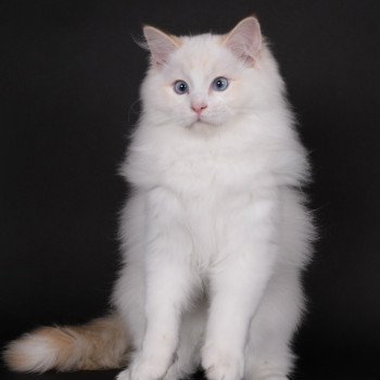 chat Ragdoll red point bicolor Anton Kaëronne Trycoline’s
