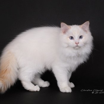 chat Ragdoll red point bicolor Anton Kaëronne Trycoline’s