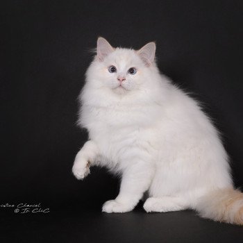 chat Ragdoll red point bicolor Anton Kaëronne Trycoline’s