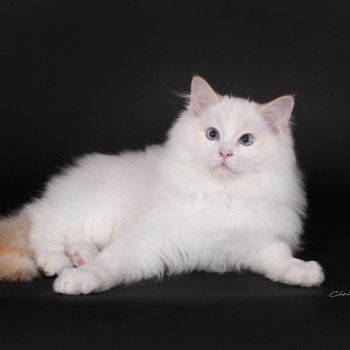 chat Ragdoll red point bicolor Anton Kaëronne Trycoline’s