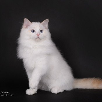 chat Ragdoll red point bicolor Anton Kaëronne Trycoline’s