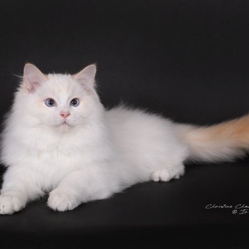 chat Ragdoll red point bicolor Anton Kaëronne Trycoline’s