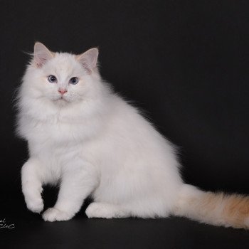 chat Ragdoll red point bicolor Anton Kaëronne Trycoline’s