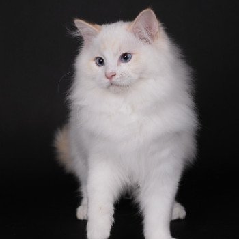 chat Ragdoll red point bicolor Anton Kaëronne Trycoline’s