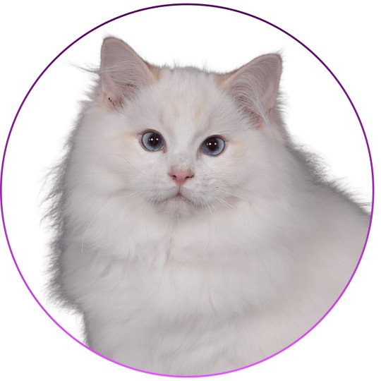 Anton Kaëronne des Aristos du comtat Mâle Ragdoll