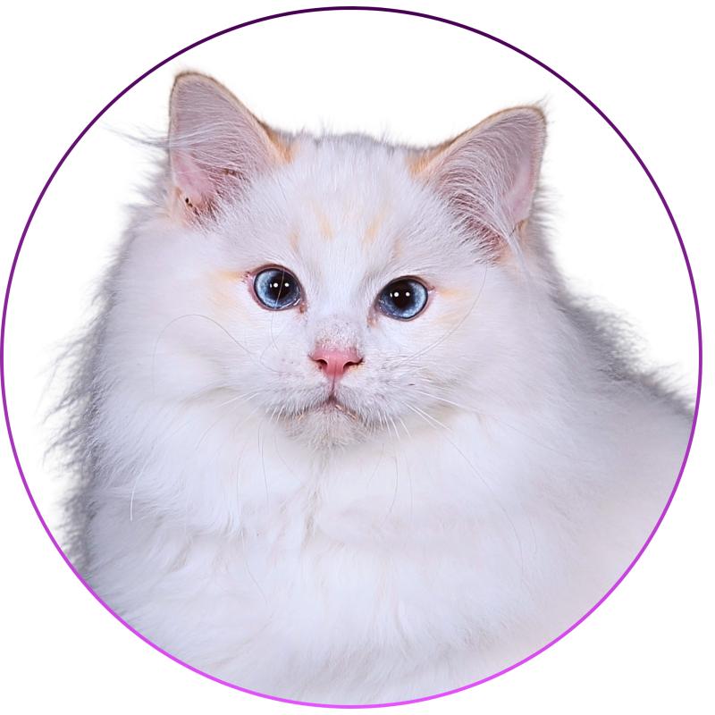 Anton Kaëronne des Aristos du comtat Mâle Ragdoll