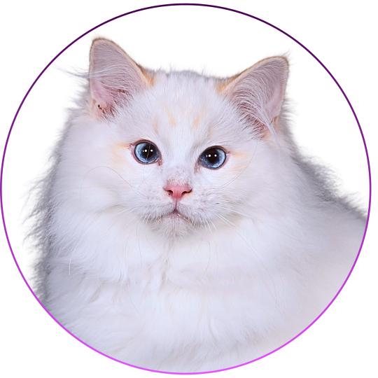 Anton Kaëronne des Aristos du comtat Mâle Ragdoll