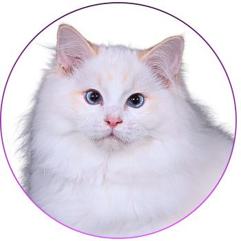 chat Ragdoll red point bicolor Anton Kaëronne Trycoline’s