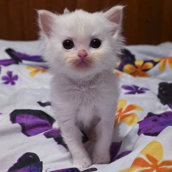 chaton Ragdoll Apple Peach Trycoline’s