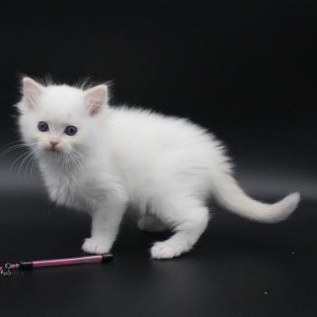 chaton Ragdoll cream point bicolor Apple Peach Trycoline’s