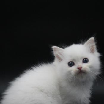 chaton Ragdoll cream point bicolor Apple Peach Trycoline’s