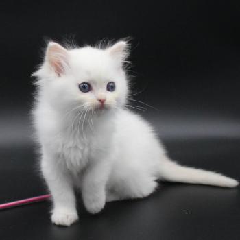 chaton Ragdoll cream point bicolor Apple Peach Trycoline’s