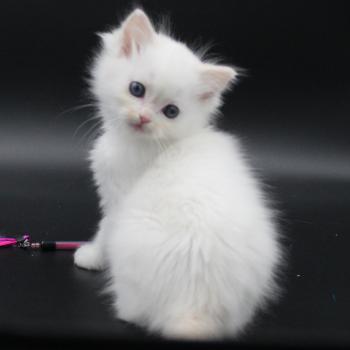 chaton Ragdoll cream point bicolor Apple Peach Trycoline’s