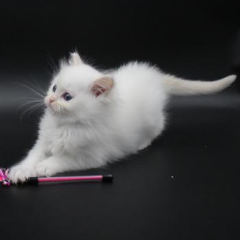 chaton Ragdoll cream point bicolor Apple Peach Trycoline’s