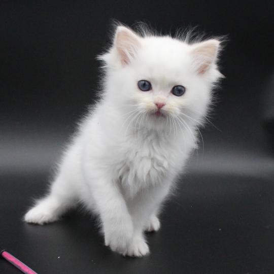 Trycoline’s Apple Peach Femelle Ragdoll