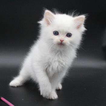 chaton Ragdoll cream point bicolor Apple Peach Trycoline’s