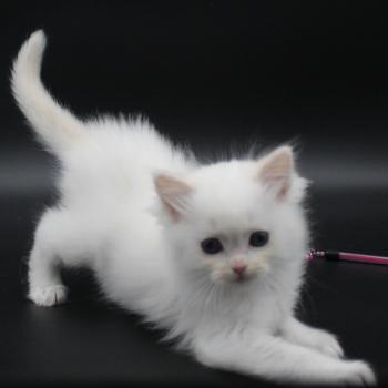 chaton Ragdoll cream point bicolor Apple Peach Trycoline’s