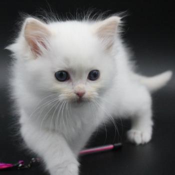 chaton Ragdoll cream point bicolor Apple Peach Trycoline’s