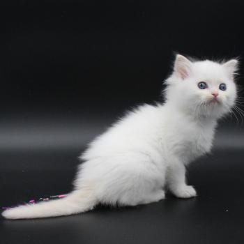chaton Ragdoll cream point bicolor Apple Peach Trycoline’s