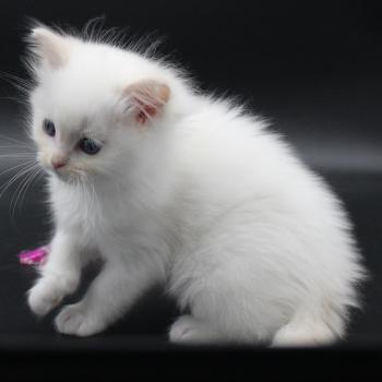 chaton Ragdoll cream point bicolor Apple Peach Trycoline’s