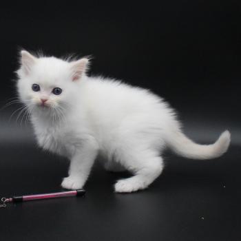 chaton Ragdoll cream point bicolor Apple Peach Trycoline’s
