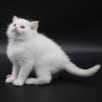chaton Ragdoll cream point bicolor Apple Peach Trycoline’s