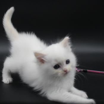 chaton Ragdoll cream point bicolor Apple Peach Trycoline’s