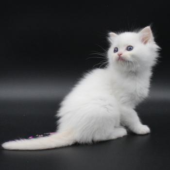 chaton Ragdoll cream point bicolor Apple Peach Trycoline’s