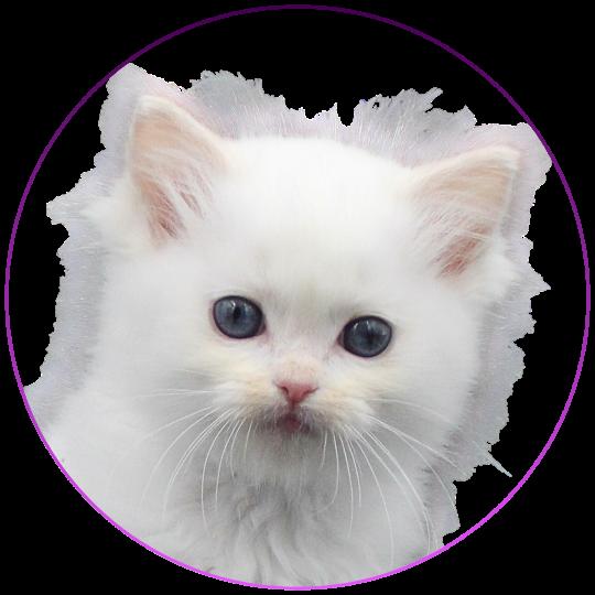 CH*Trycoline’s Apple Peach Femelle Ragdoll