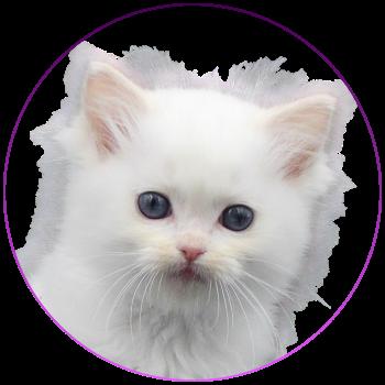 Trycoline’s Apple Peach Femelle Ragdoll