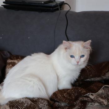 chat Ragdoll cream point bicolor Apple Peach Trycoline’s