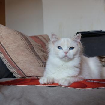 chat Ragdoll cream point bicolor Apple Peach Trycoline’s