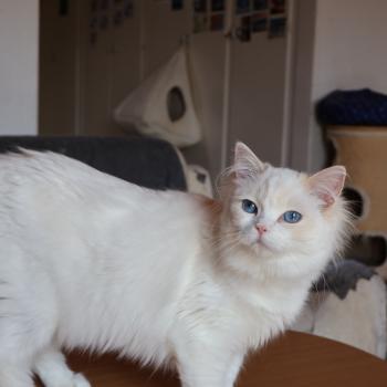chat Ragdoll cream point bicolor Apple Peach Trycoline’s